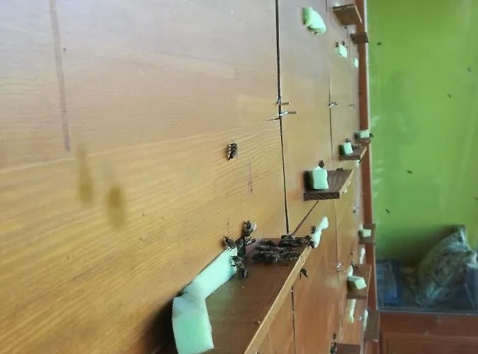 Kaptarlevegos Vendeghaz 4*